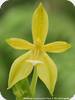 Phal. cornu-cervi flava